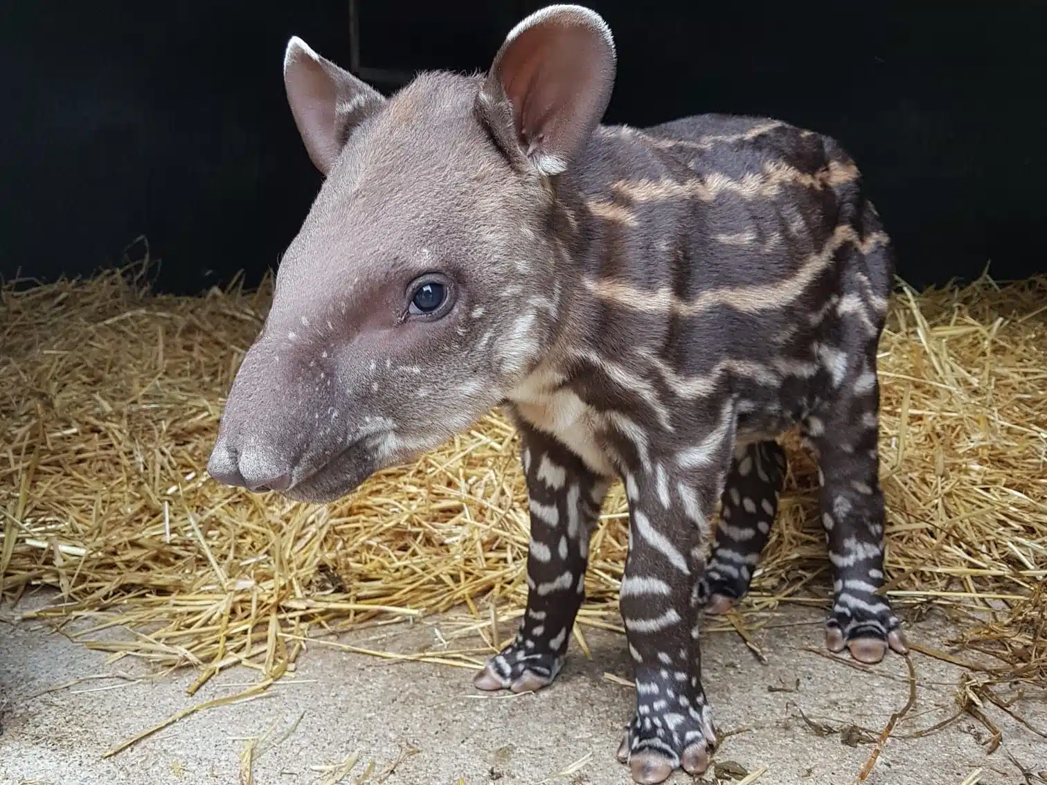 An adorable baby Tapir has been born - Newquay Zoo