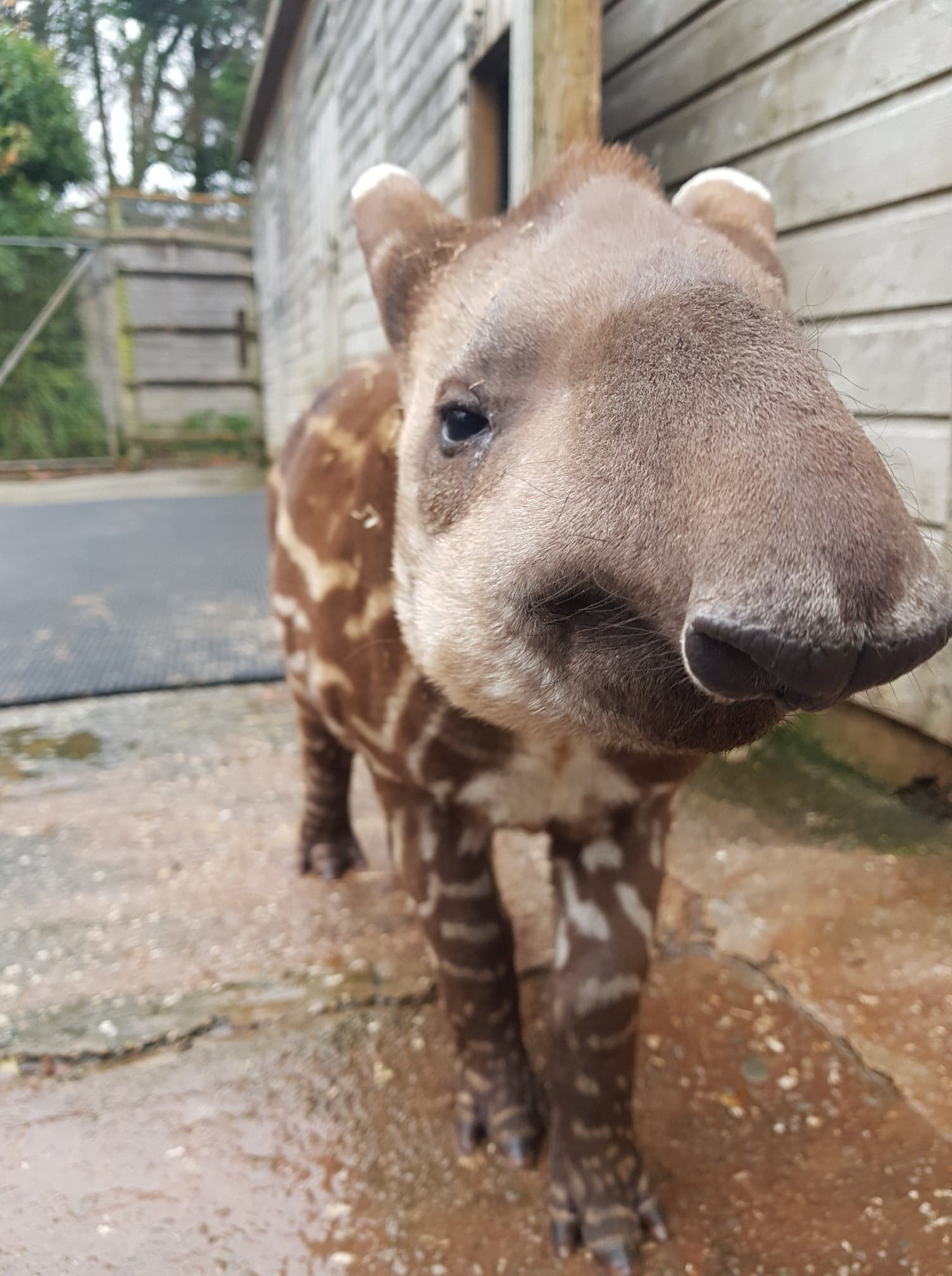 Newquay Zoo's baby tapir Shaun celebrates Giving Tuesday by painting -  Newquay Zoo