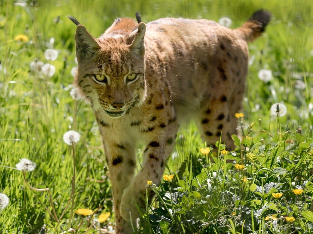 Carpathian lynx at Newquay Zoo