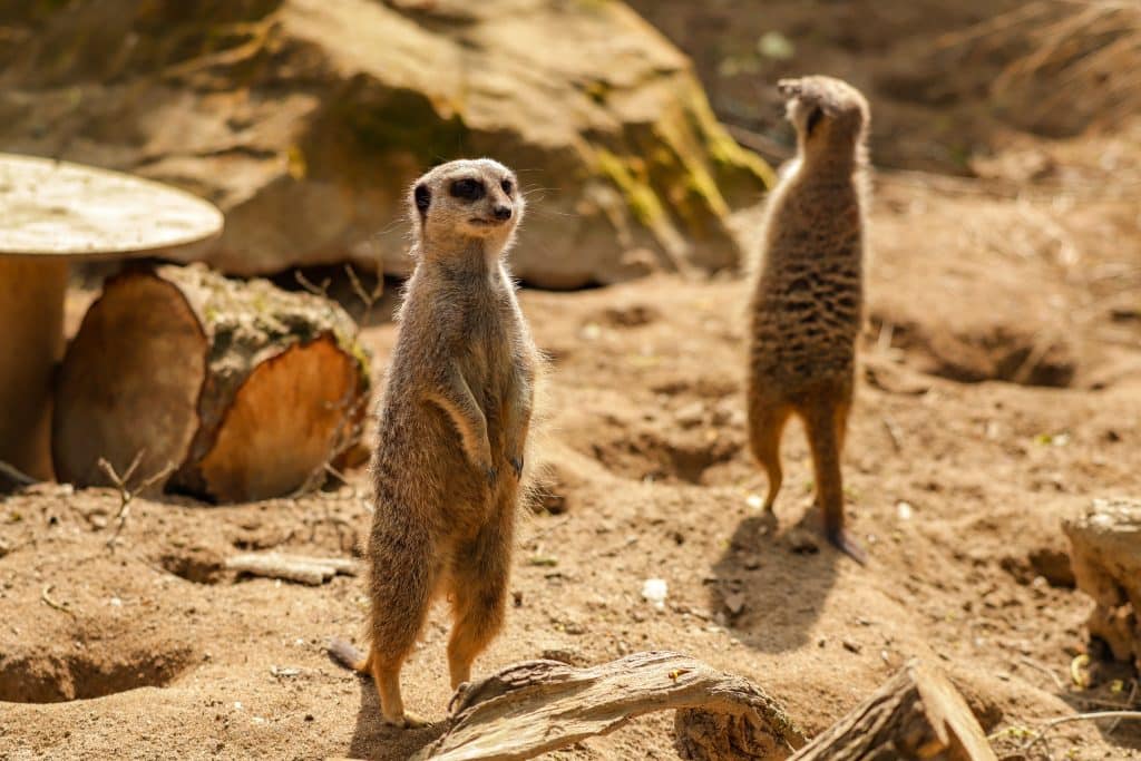230419 NZ Meerkat CC HR 01