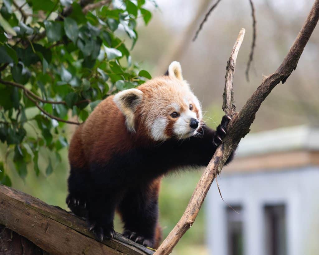 240411 Red panda HR BC 4