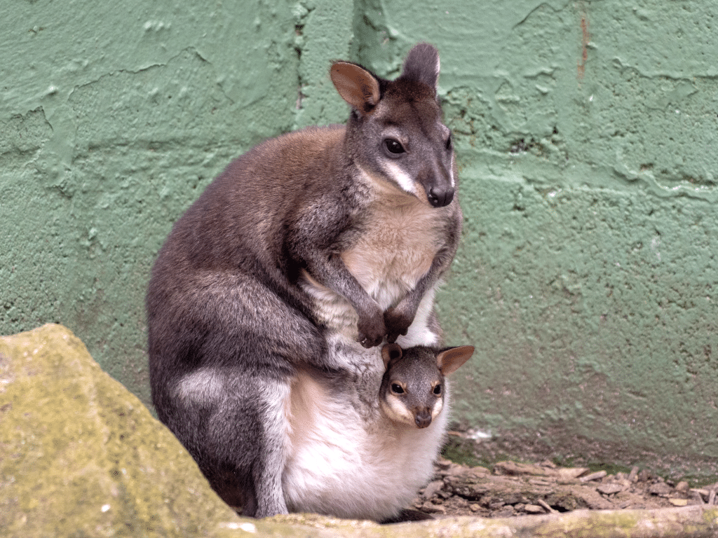 Dusky pademelon at Newquay Zoo