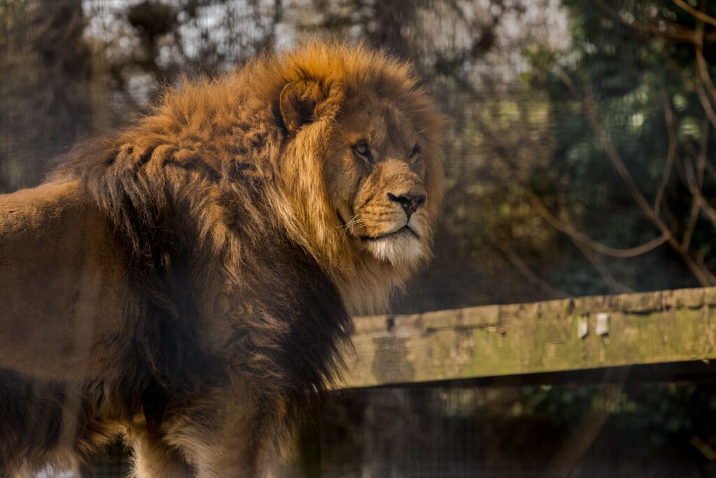 A-Z of Animals - Newquay Zoo
