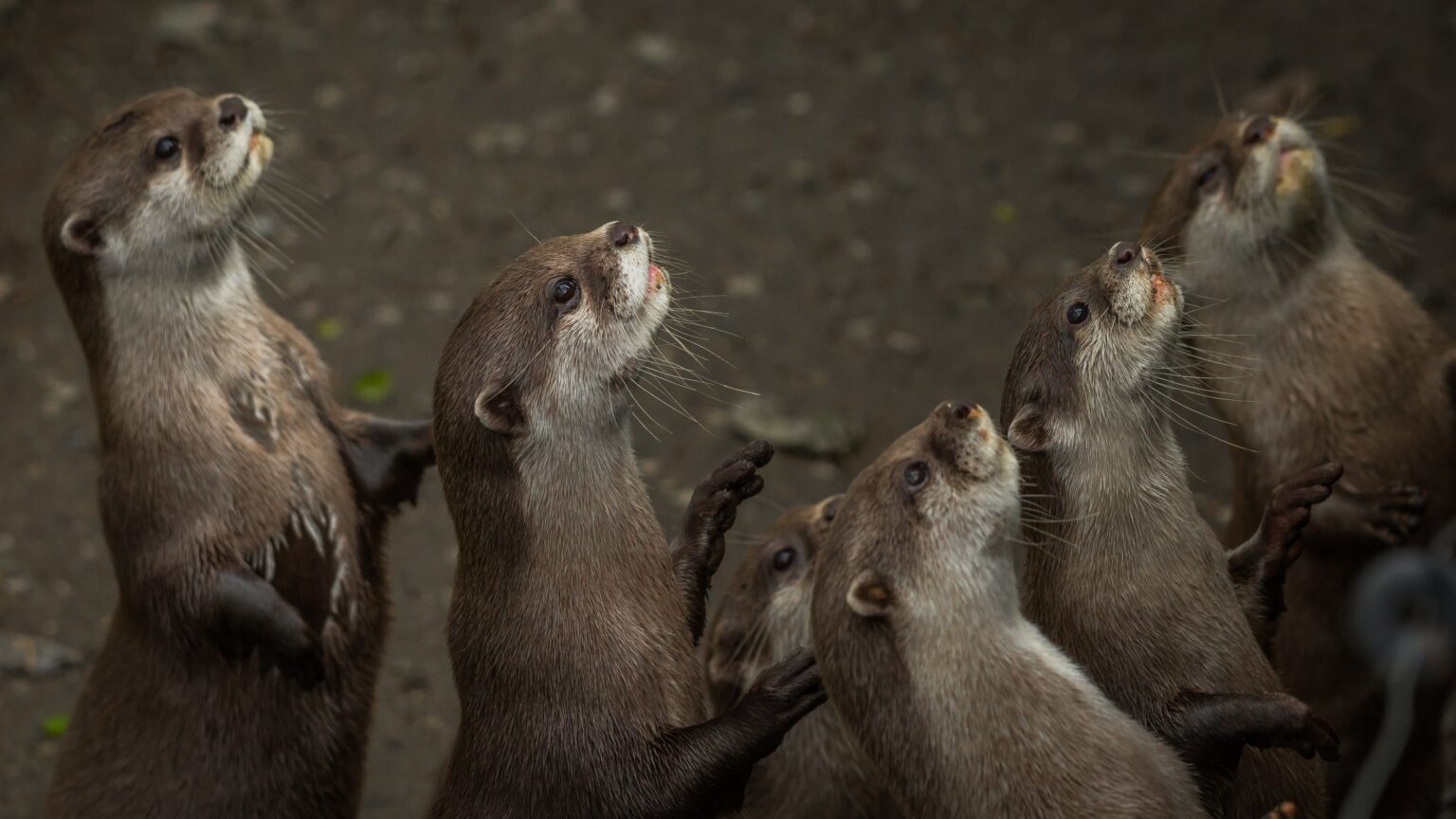 Asian short-clawed otter - Newquay Zoo