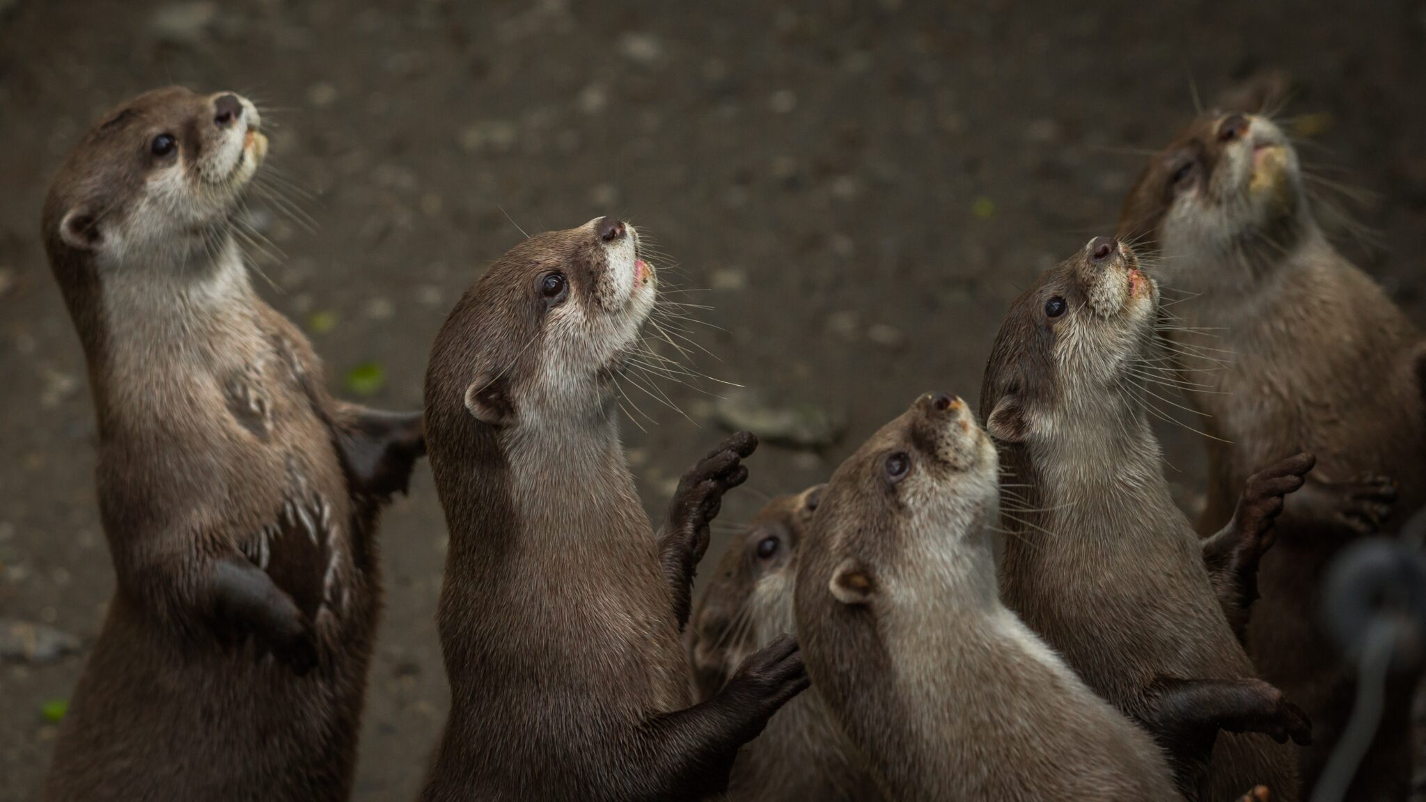 Asian short-clawed otter - Newquay Zoo