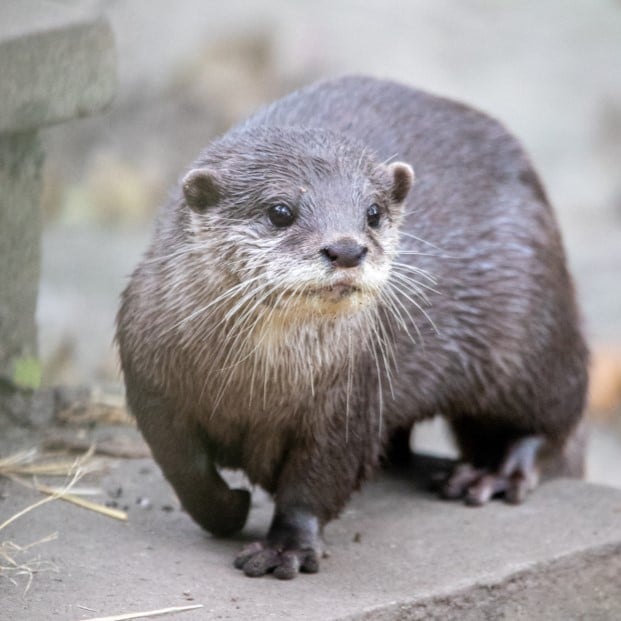 NZ Otters. 09 22 LR 1