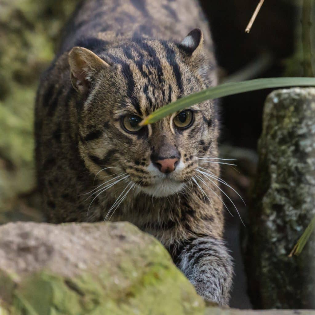 Fishing Cat Newquay Zoo
