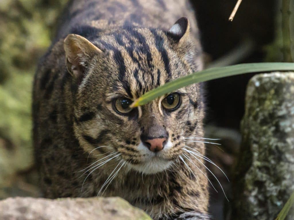 Fishing cat at Newquay Zoo