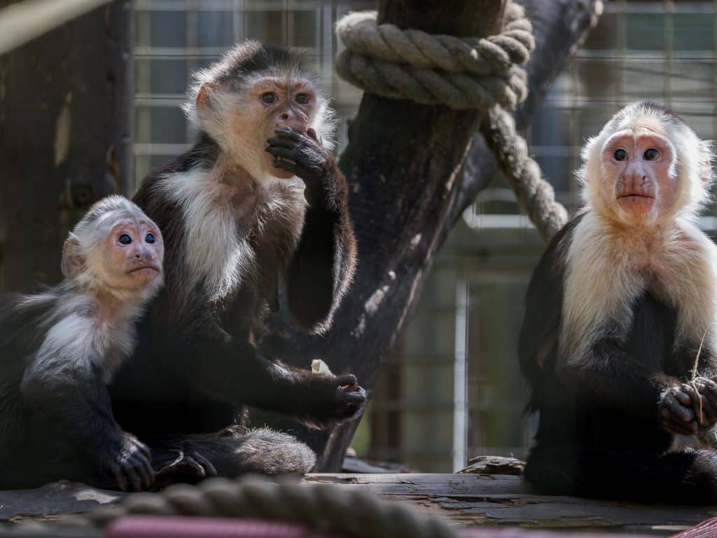 White-throated capuchin at Newquay Zoo