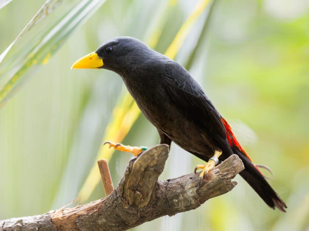 Grosbeak starling at Newquay Zoo