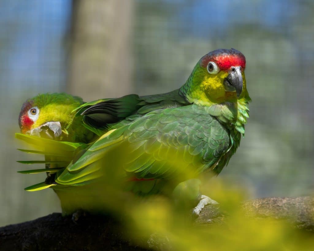 Lilacine Amazon parrot at Newquay Zoo
