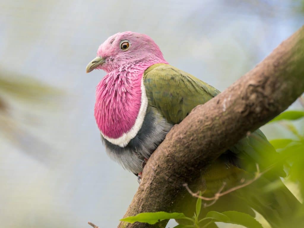 Pink-headed fruit dove at Newquay Zoo