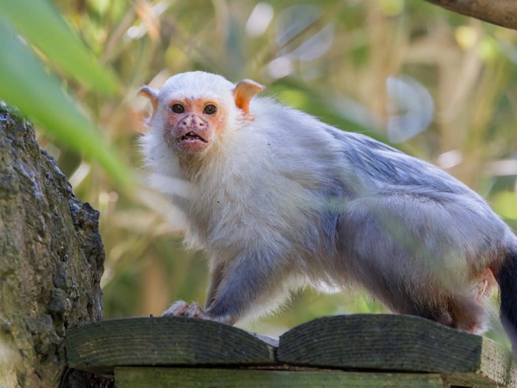 Silvery marmoset at Newquay Zoo