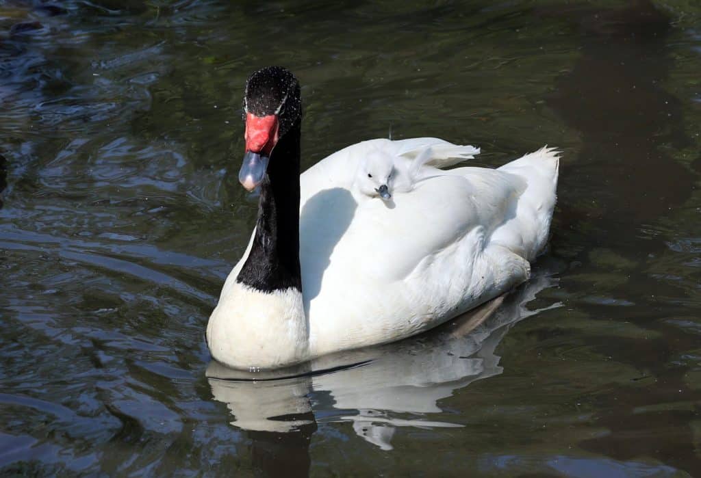 210524 NZ Black Necked Swan LR AS 2