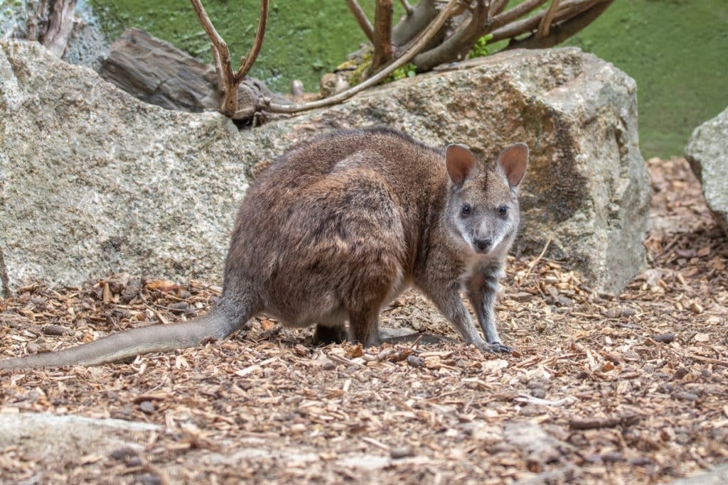 220728 NZ Palma Wallaby ONB LR 01