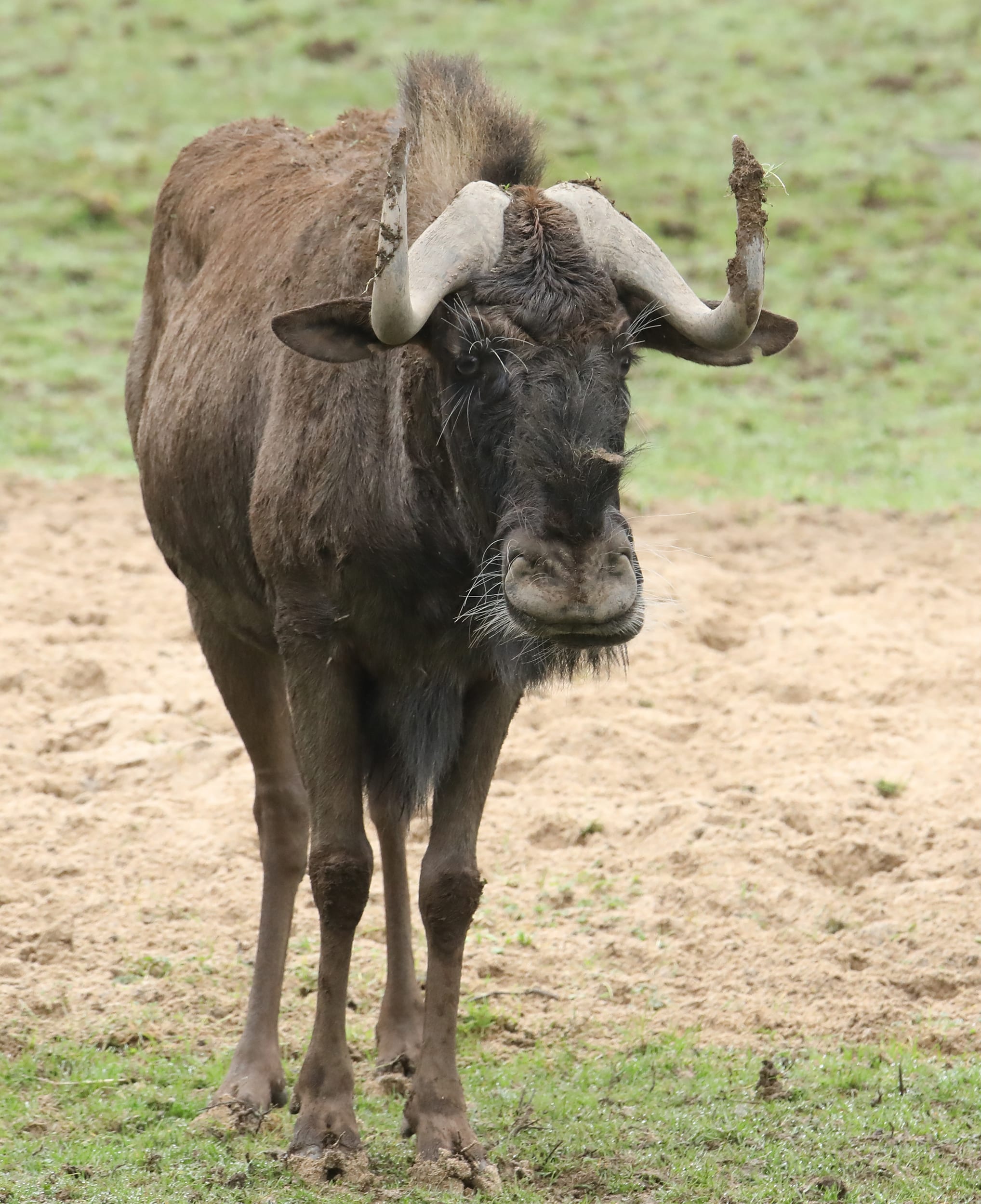 Black wildebeest at Newquay Zoo