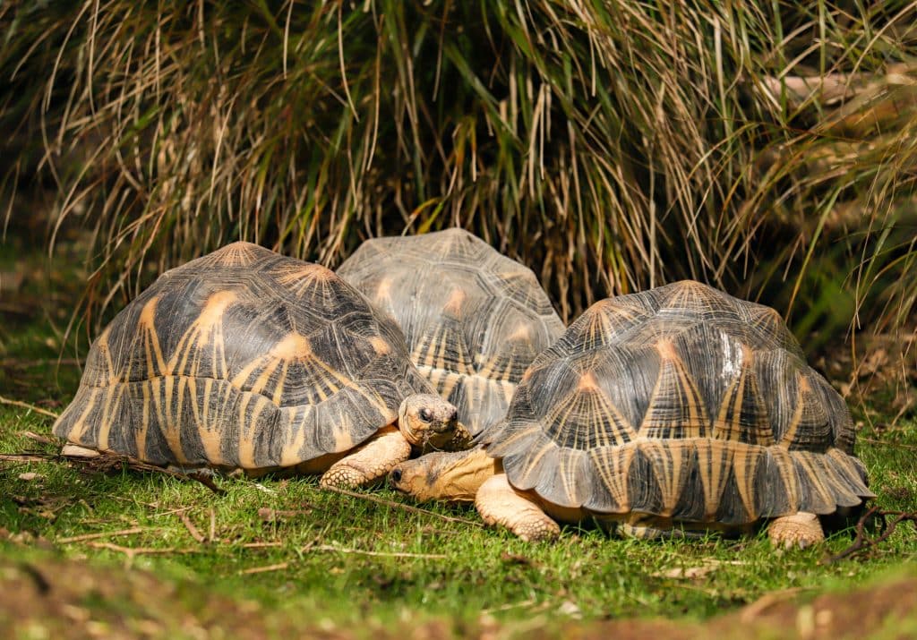230502 NZ Radiated Tortoise CC LR 03
