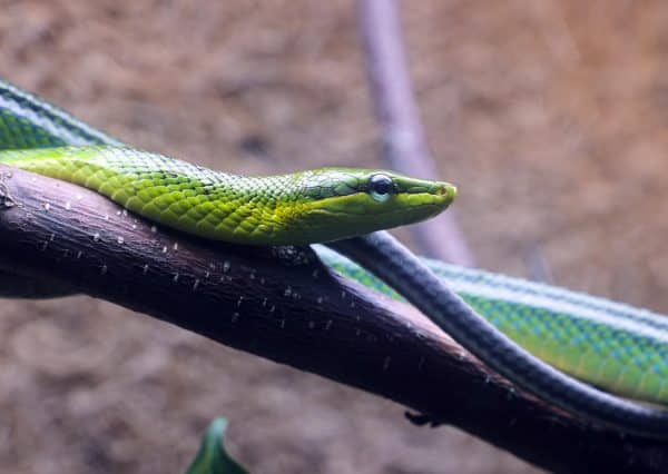 Red tailed racer snake - Newquay Zoo