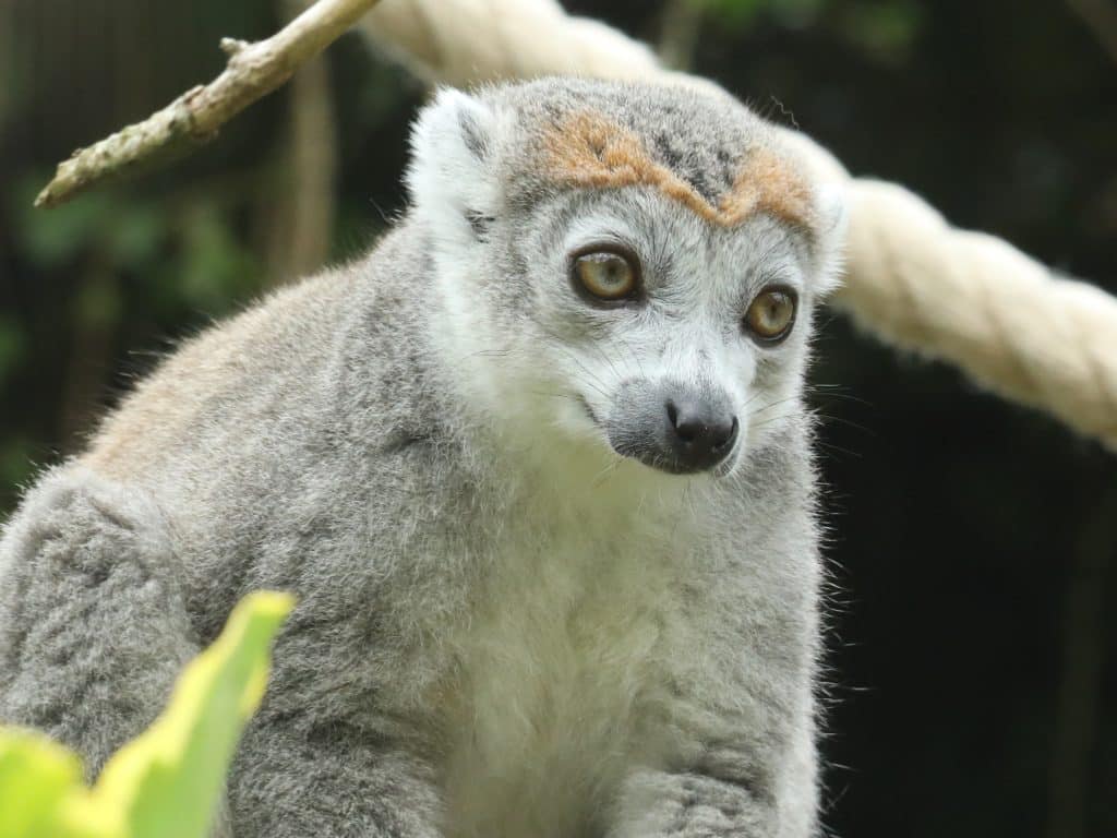 240628 NZ Crowned lemur HR Miriam Haas 13 1