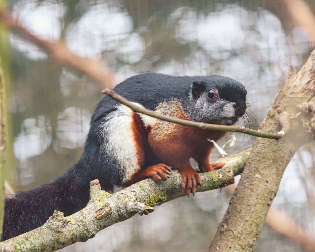 Prevost's squirrels at Newquay Zoo