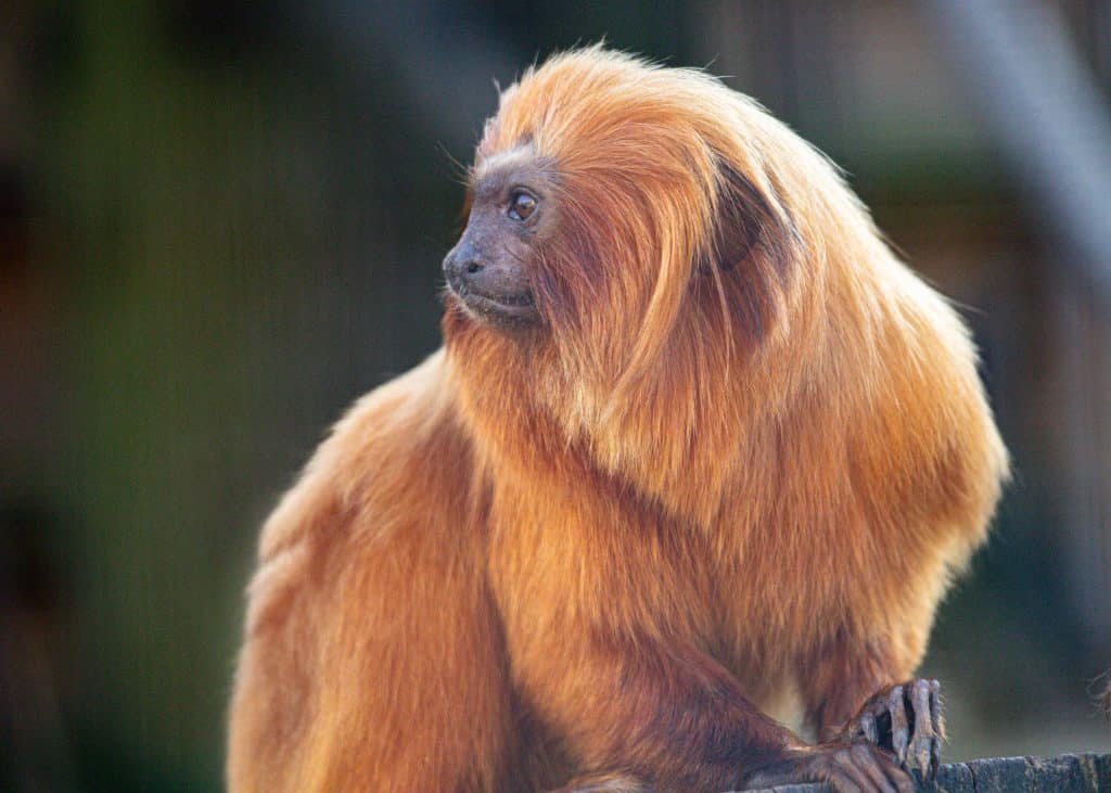Golden lion tamarin at Newquay Zoo