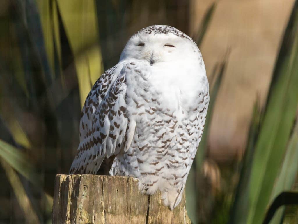 Snowy owl at Newquay Zoo