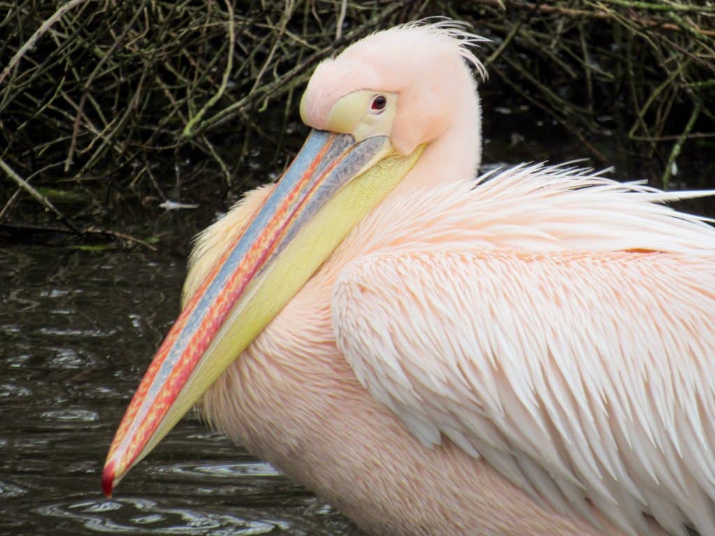 Eastern white pelicans at Newquay Zoo