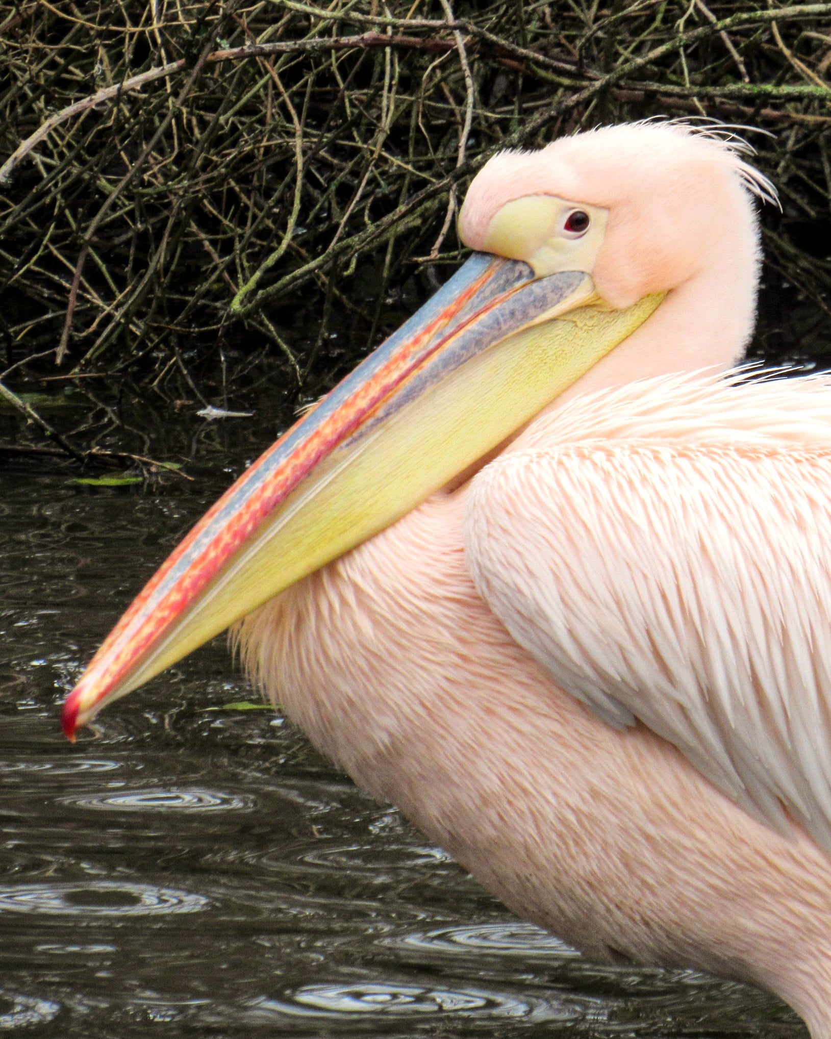 Eastern white pelicans at Newquay Zoo