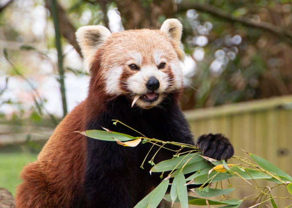 250429 Newquay Zoo Red Panda Experience Gabrielle Bottone HR 4