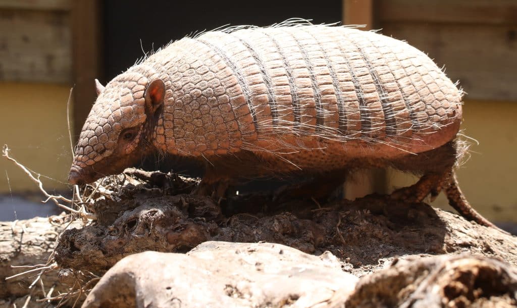 2506020 Newquay Zoo Six Banded Armadillo Miriam Haas HR 9