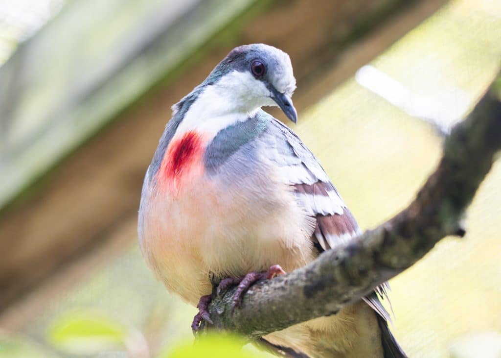 250901 Newquay Zoo Luzon Bleeding Heart Dove BC HR 2