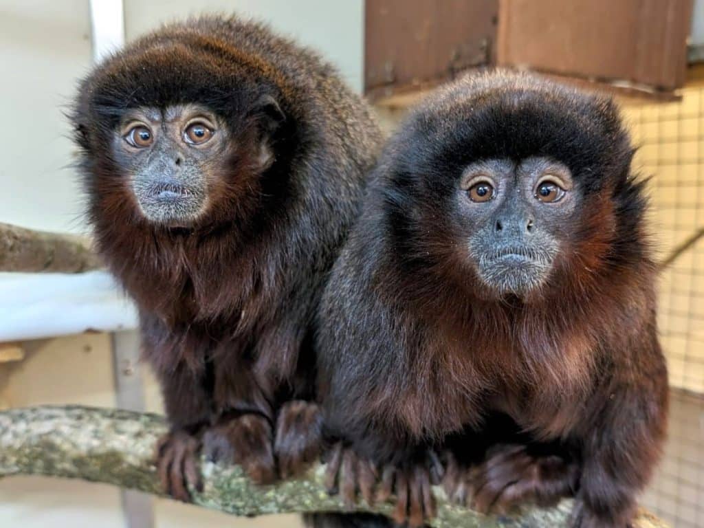 Coppery titi monkey at Newquay Zoo