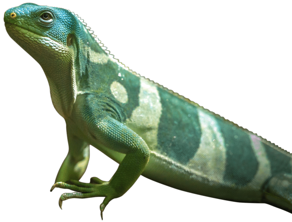 NZ Fijian Iguana 1