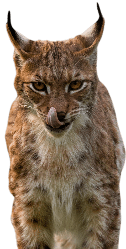 NZ Lynx1 4