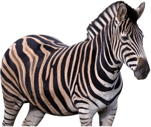 NZ Zebra 1