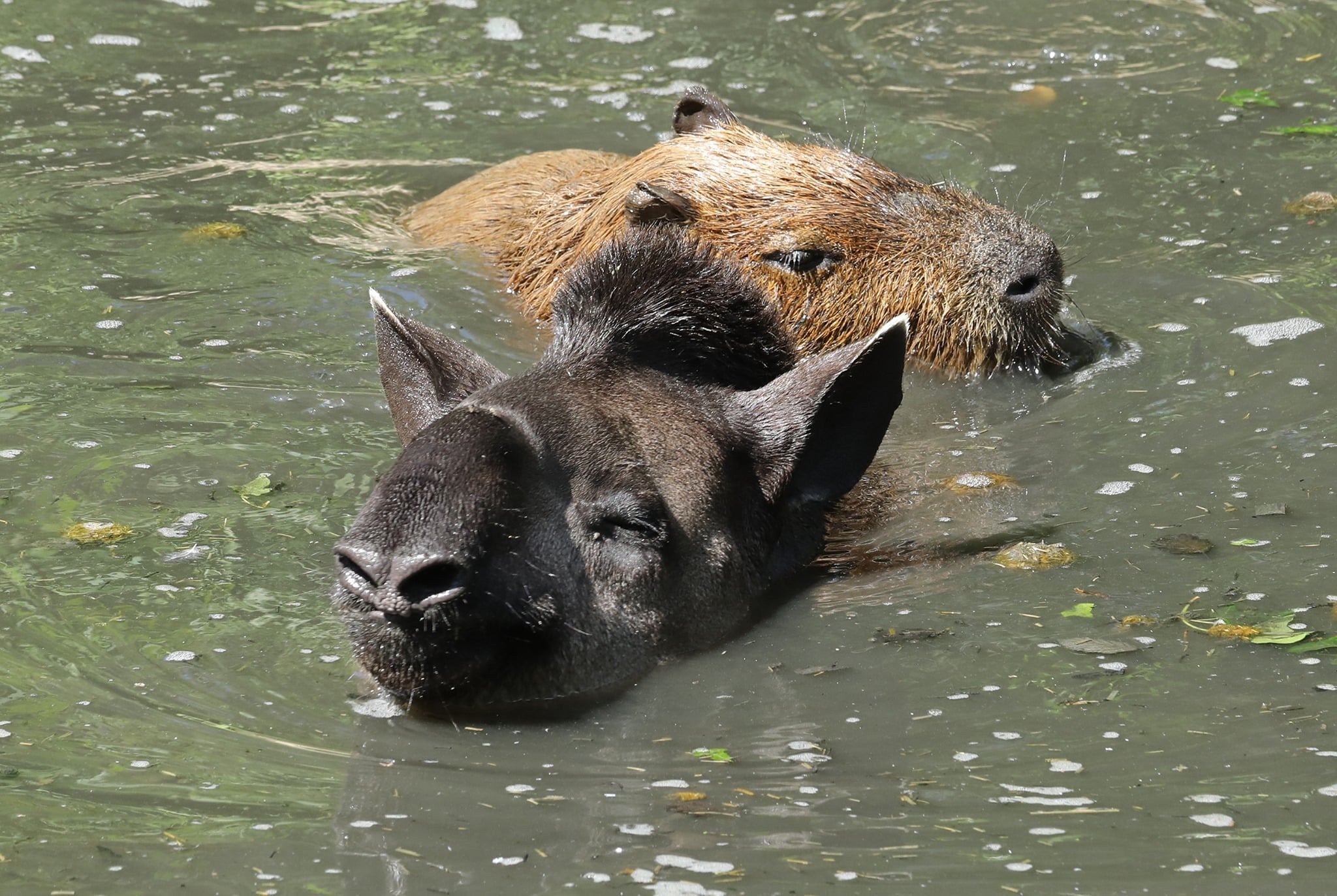 NZ tapir and cpy