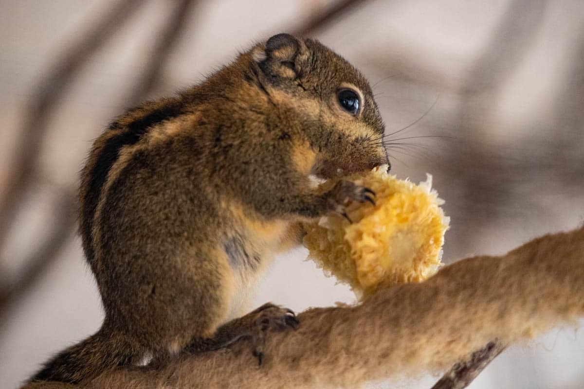 Swinhoe’s striped squirrel