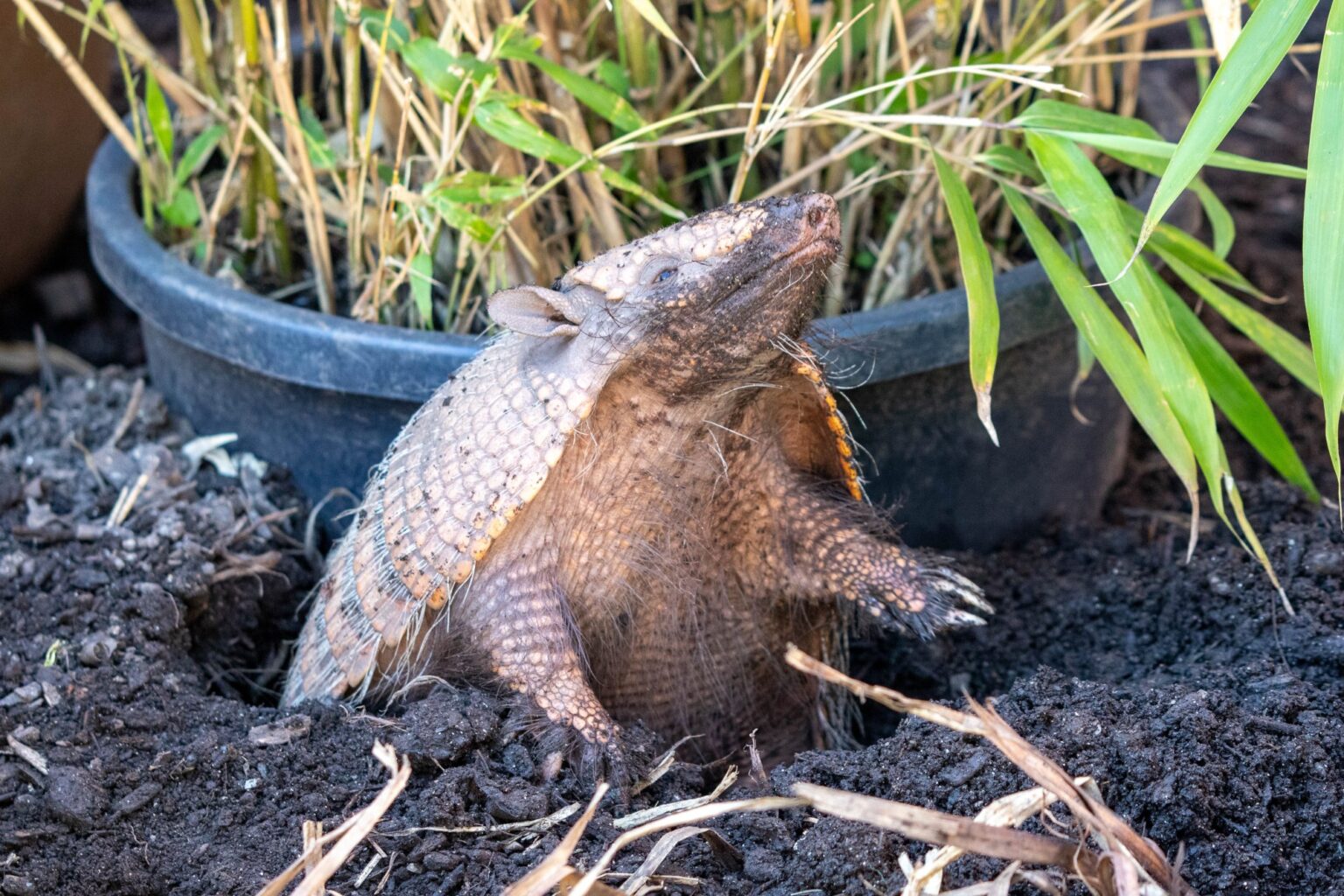 Sixbanded armadillo Newquay Zoo