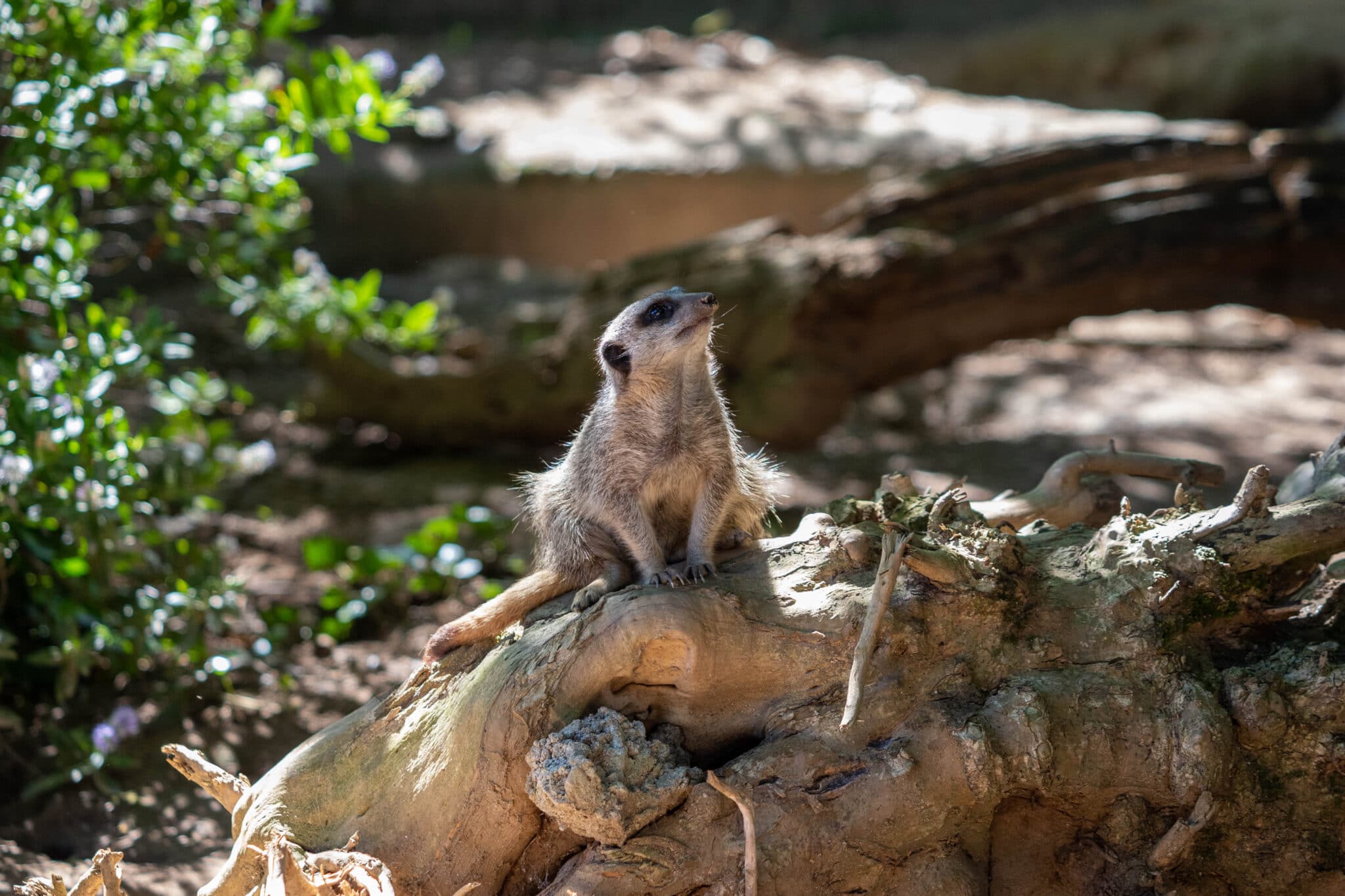Opening Times Newquay Zoo