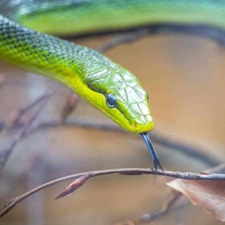 Red tailed racer snake