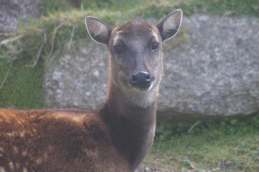 Philippine spotted deer - Newquay Zoo