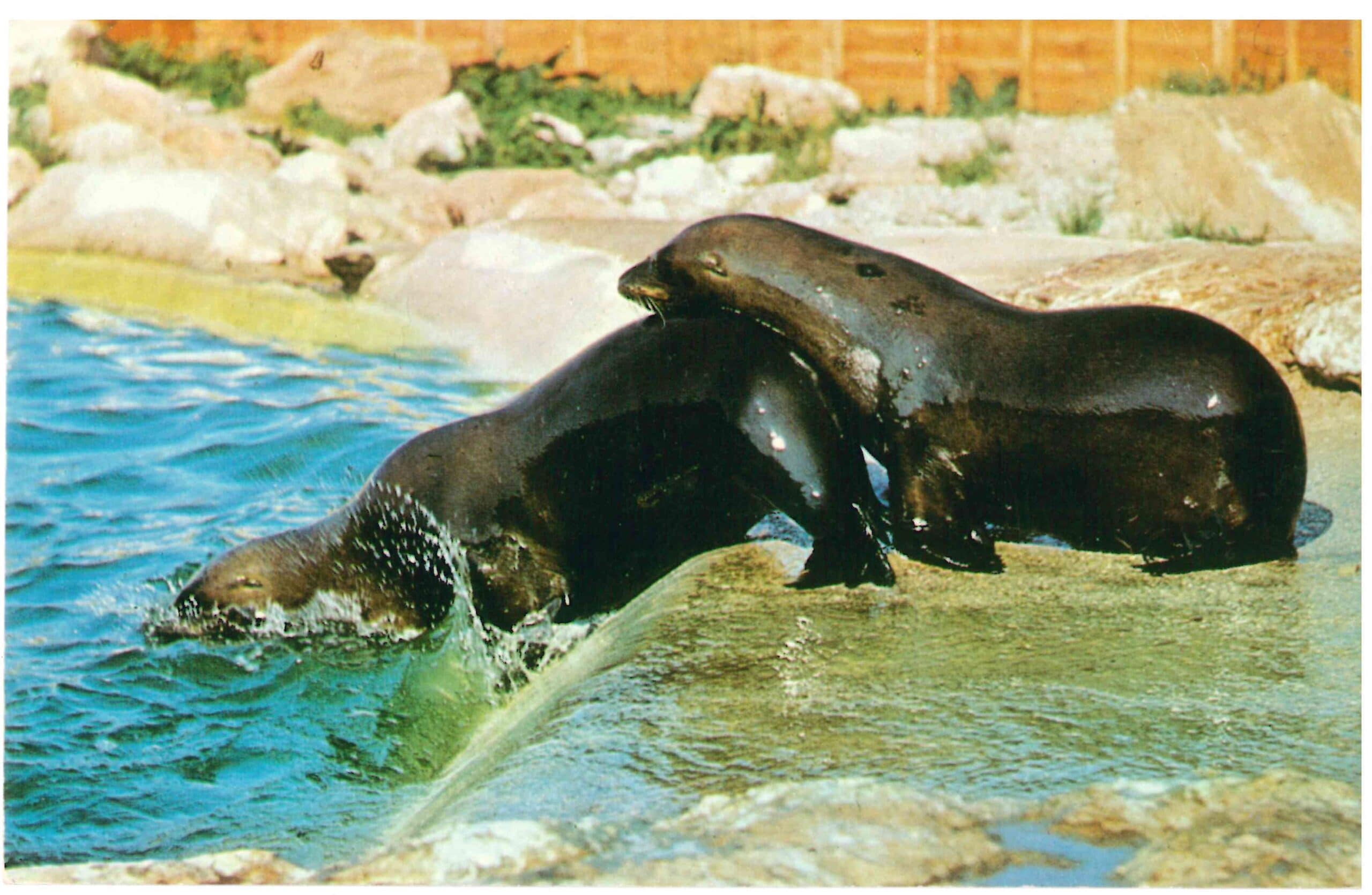 Q3 Californian Sealions 1970s guidebook postcard 600dpi scaled