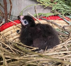 Turaco chick1