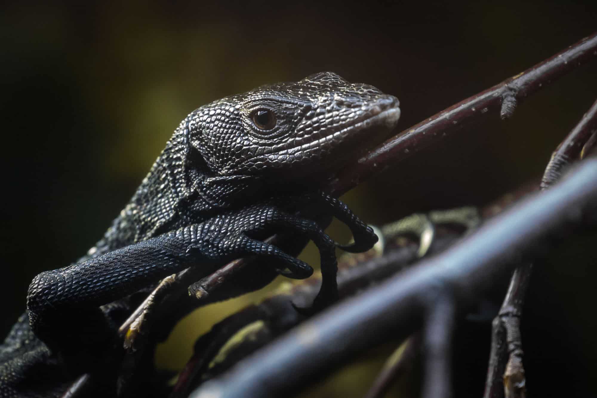 Black tree monitor Newquay Zoo