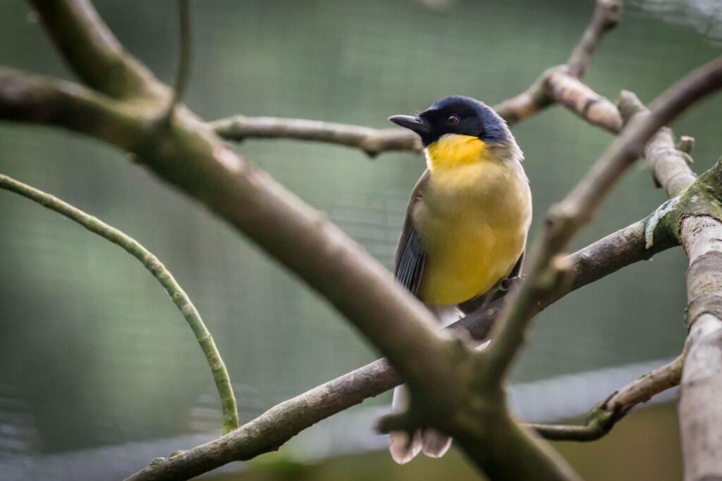 blue crowned laughingthrush