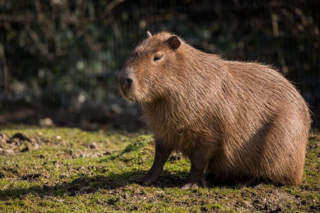 capybara 1