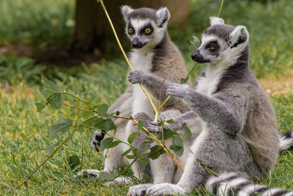 Lemur Island Experience - Newquay Zoo