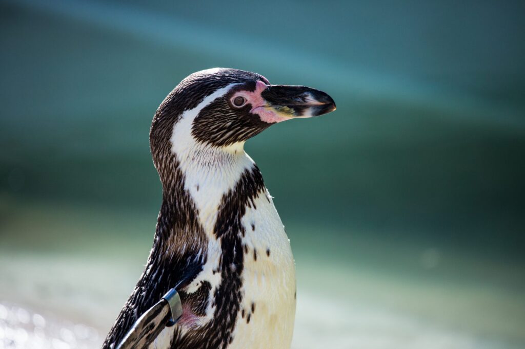 penguin 1