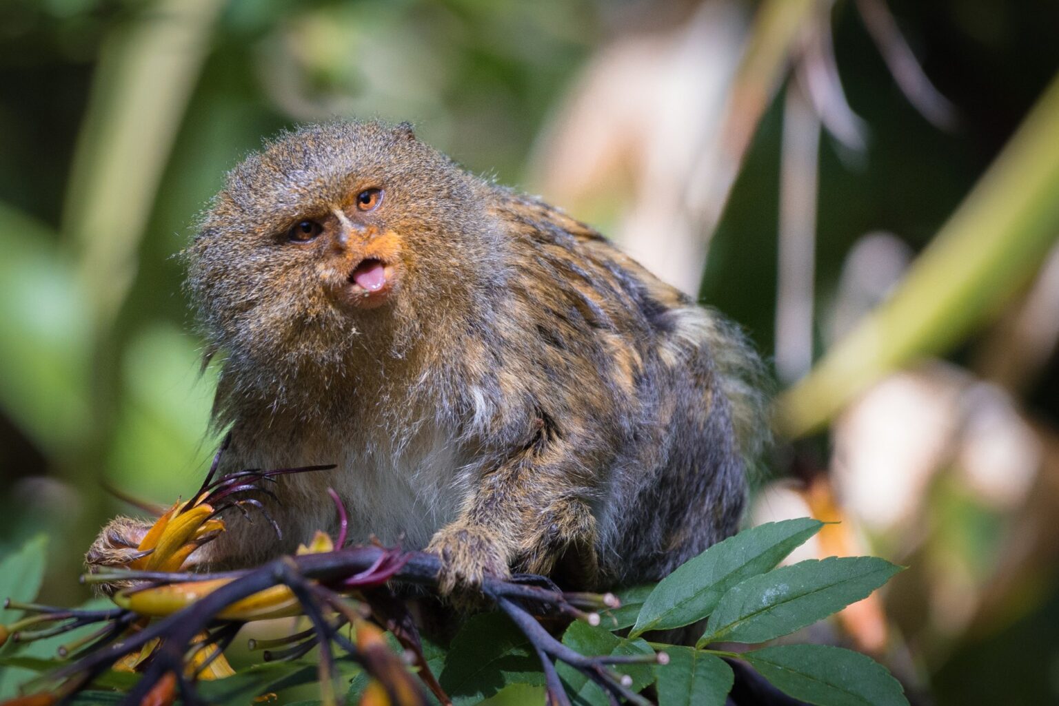 Pygmy marmoset - Newquay Zoo