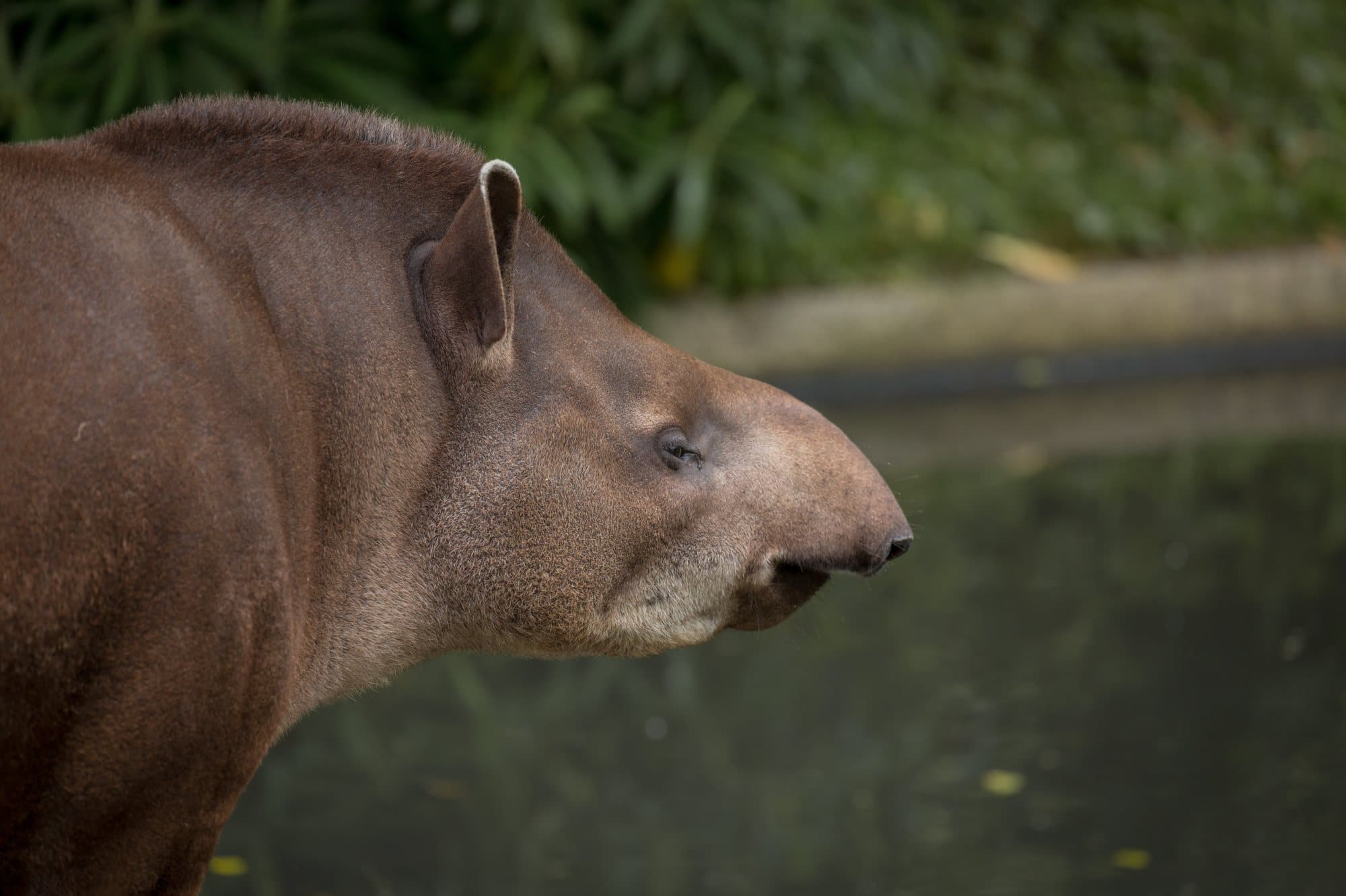 tapir4